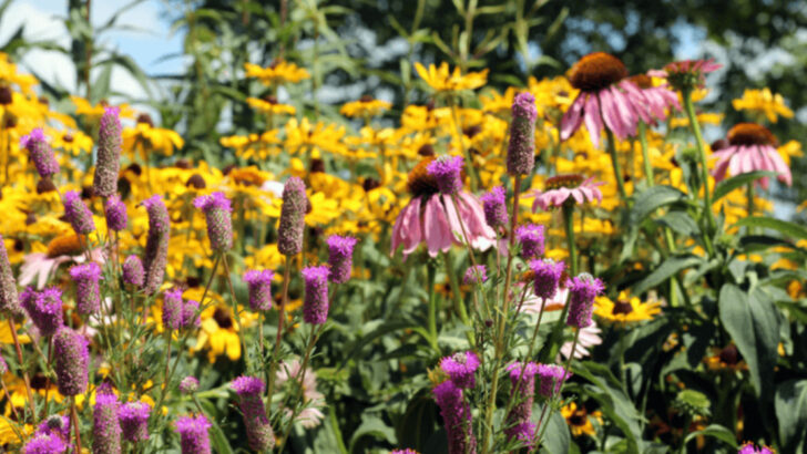 The Massachusetts Garden Trend Bringing More Color To Small Urban Yards