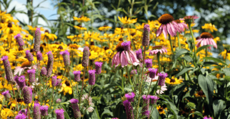 The Massachusetts Garden Trend Bringing More Color To Small Urban Yards