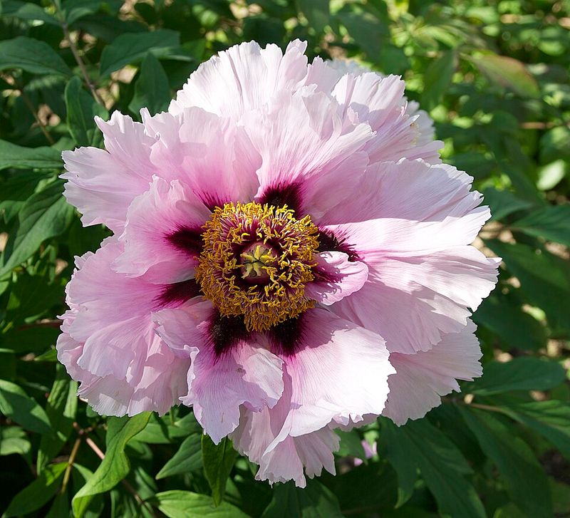 Peony