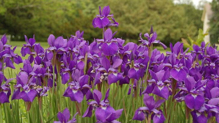 The Massachusetts Perennials That Return Bigger And Fuller Every Year
