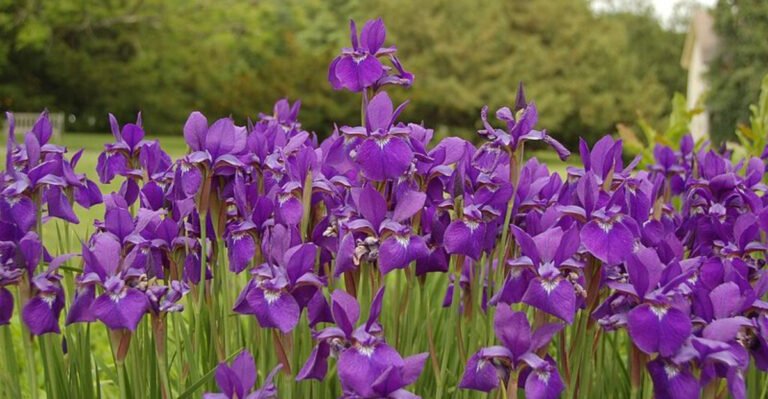 The Massachusetts Perennials That Return Bigger And Fuller Every Year