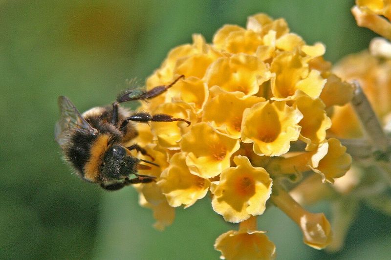 Lantana