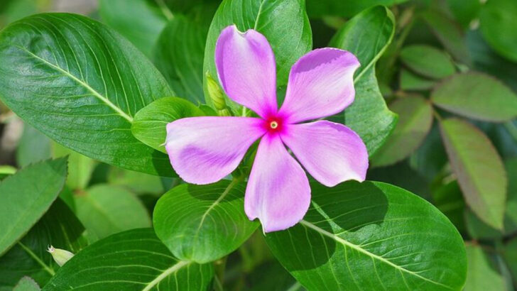 The North Carolina Container Plants That Thrive On Hot Apartment Balconies