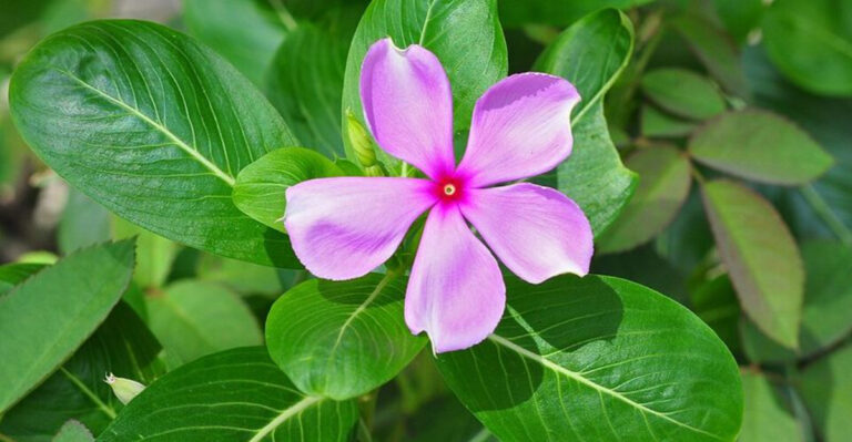 The North Carolina Container Plants That Thrive On Hot Apartment Balconies
