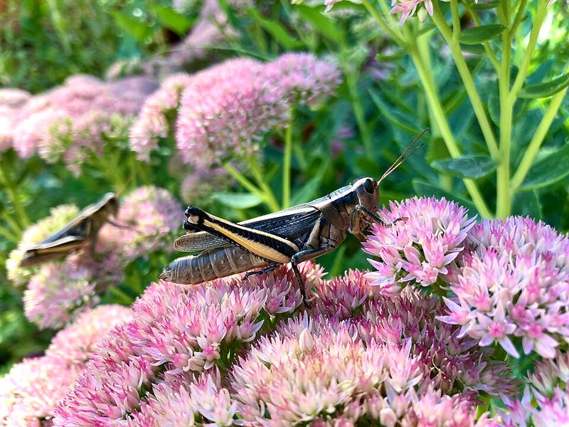 Sedum