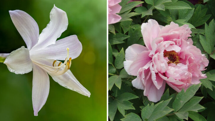 The Outdoor Plants Massachusetts Gardeners Say Need Almost No Summer Maintenance