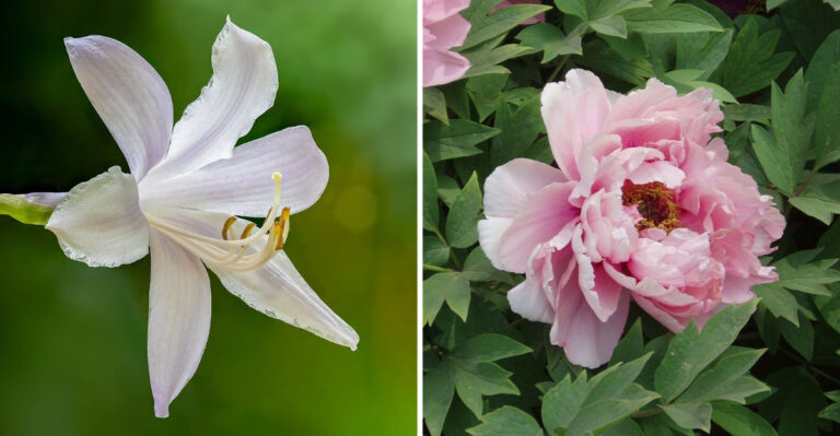 The Outdoor Plants Massachusetts Gardeners Say Need Almost No Summer Maintenance