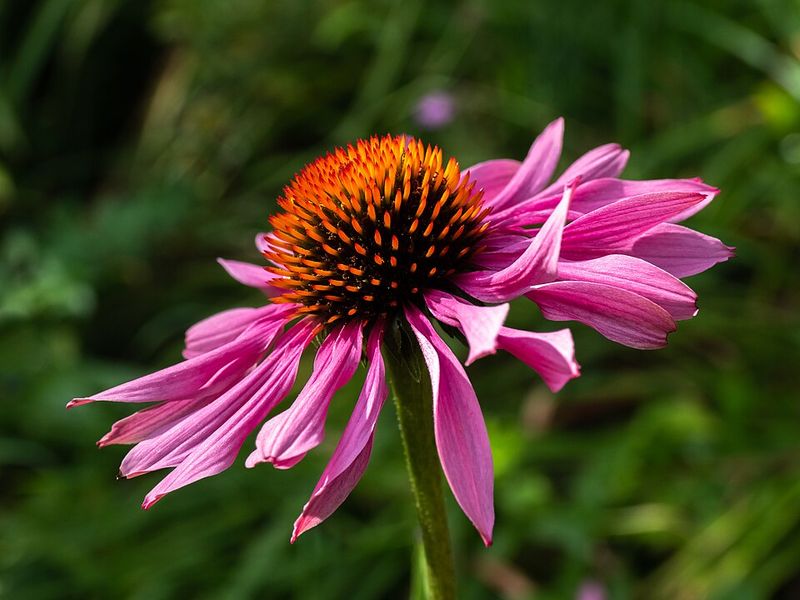 Purple Coneflower