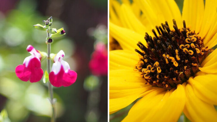 The Pennsylvania Flowers That Keep Blooming Long After Spring Ends