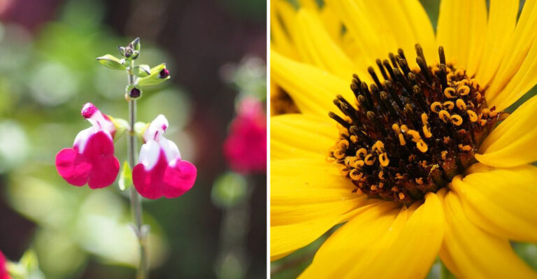 The Pennsylvania Flowers That Keep Blooming Long After Spring Ends
