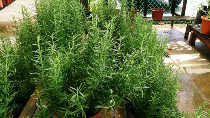 The Real Reason Rosemary Is Planted By Front Doors Across South Florida
