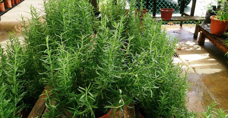 The Real Reason Rosemary Is Planted By Front Doors Across South Florida