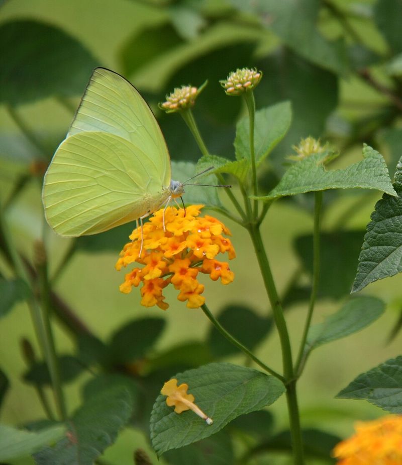 Give Lantana a Midseason Haircut