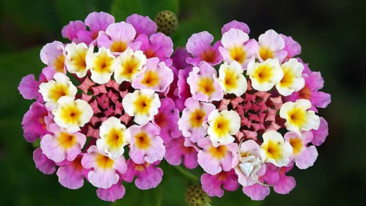 The Simple Trick North Carolina Gardeners Use For More Lantana Blooms