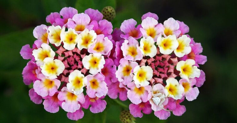 The Simple Trick North Carolina Gardeners Use For More Lantana Blooms