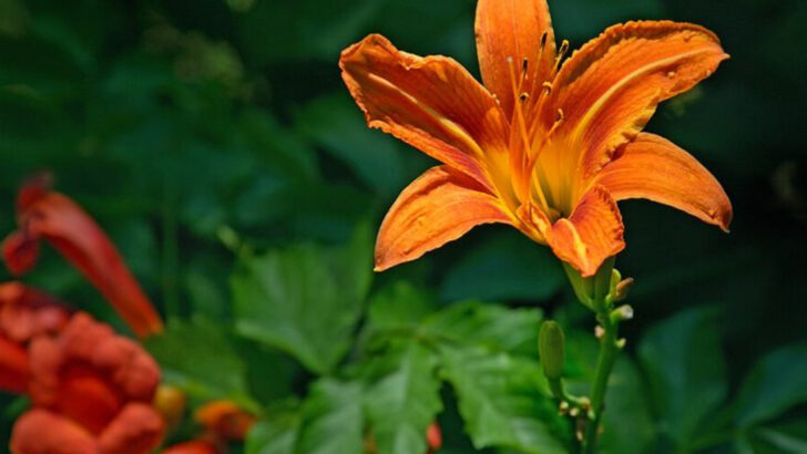 These 11 North Carolina Perennials Keep Growing Bigger Every Year