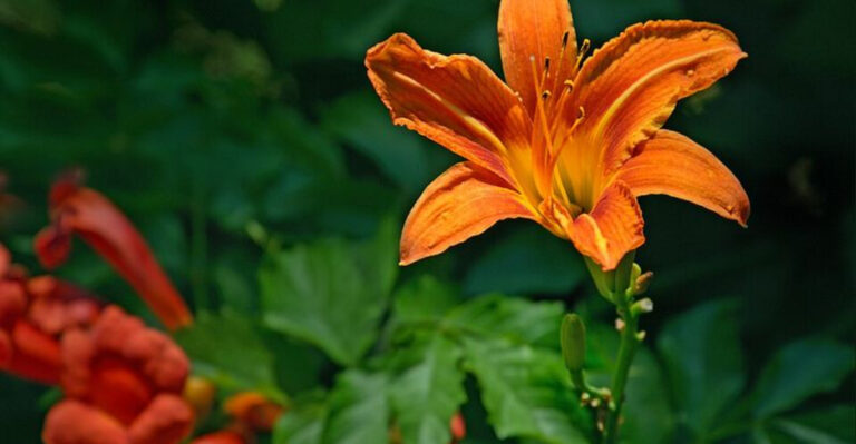These 11 North Carolina Perennials Keep Growing Bigger Every Year