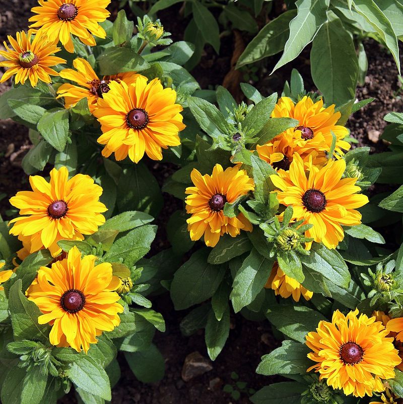 Black-Eyed Susan