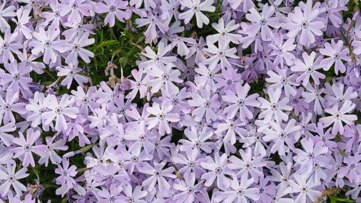 These 12 North Carolina Perennials Multiply Quickly With Almost No Effort