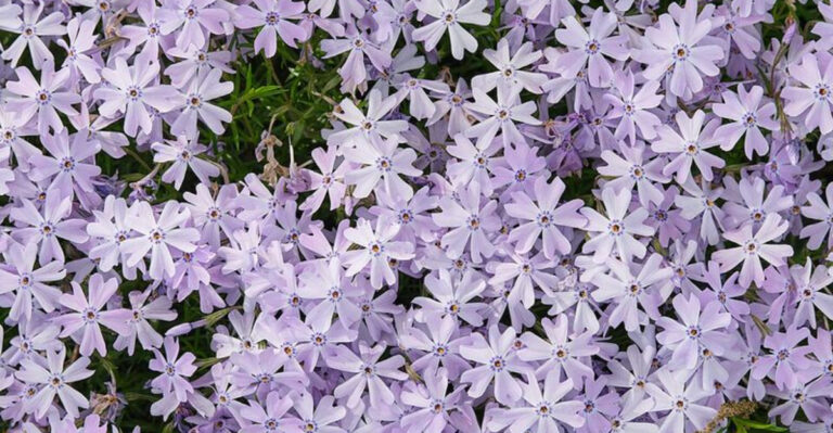 These 12 North Carolina Perennials Multiply Quickly With Almost No Effort