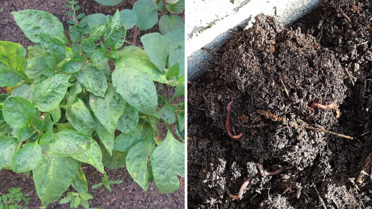 These Are The Signs Your Georgia Garden Soil Needs Help Before Summer Dry Season