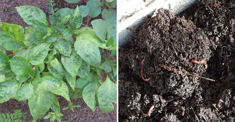 These Are The Signs Your Georgia Garden Soil Needs Help Before Summer Dry Season