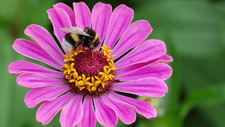 These Florida Flowers Keep Blooming Strong Through Summer Heat