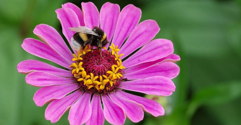 These Florida Flowers Keep Blooming Strong Through Summer Heat