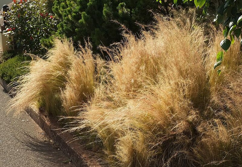 They Contrast Beautifully With Perennials