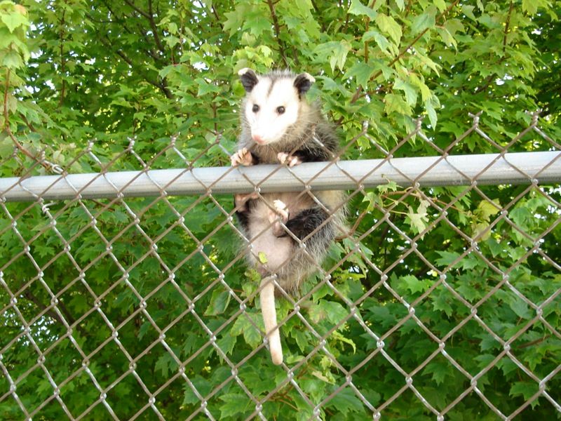 They Support a Balanced Backyard Ecosystem