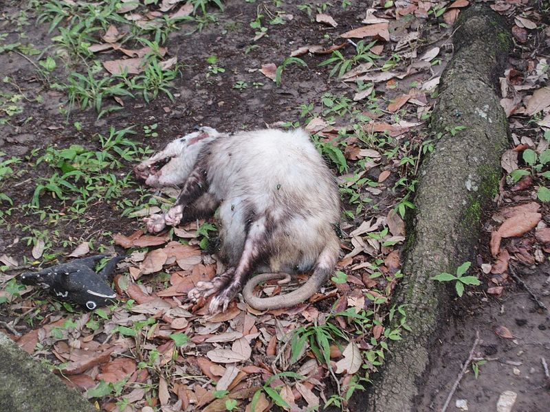 They Usually Cause Less Damage Than Other Wildlife