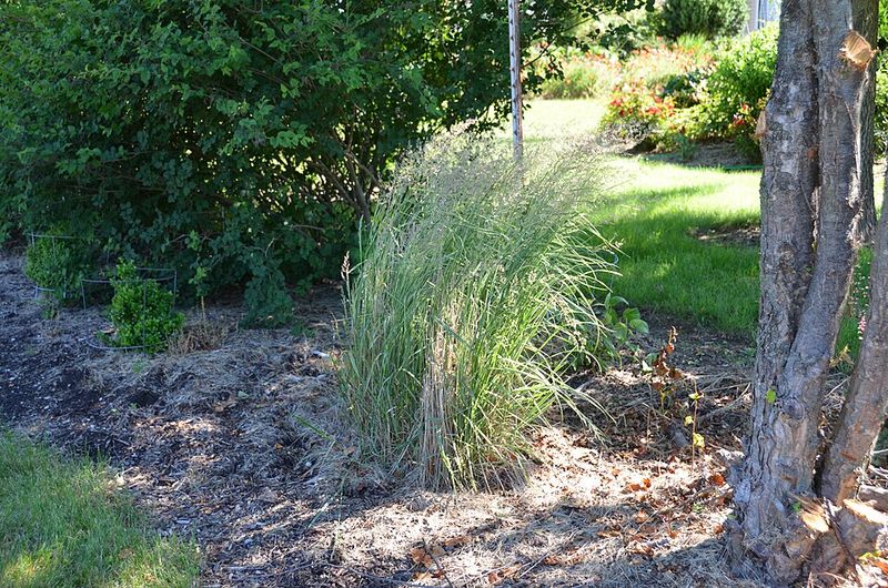 They Add Movement in Coastal and Inland Breezes
