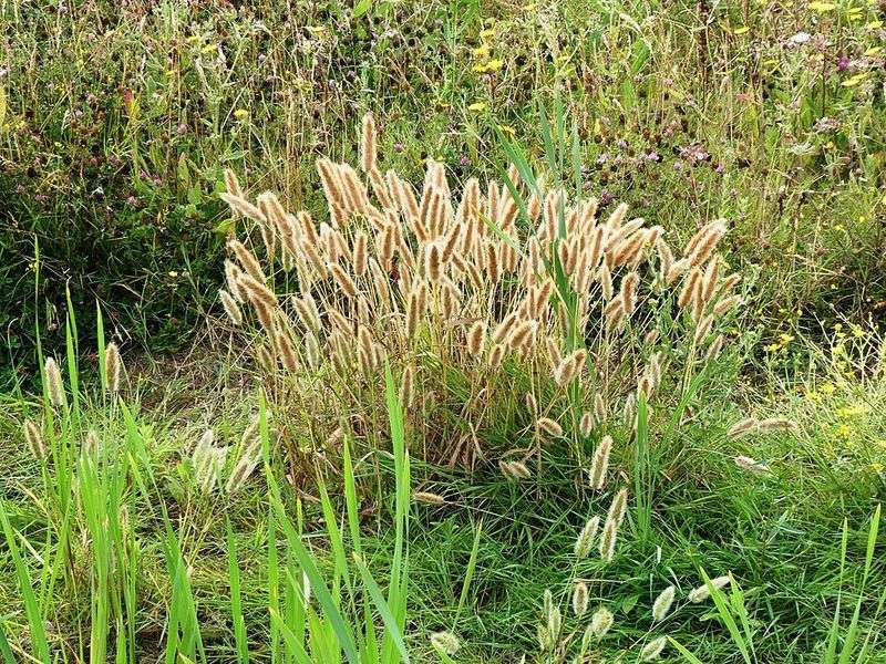 They Add Movement That Shrubs Cannot