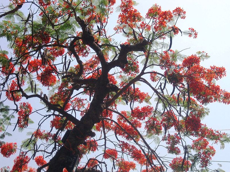They Are Easier to Prune and Maintain