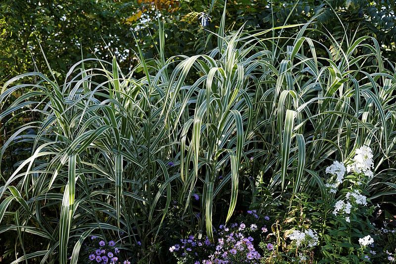 They Handle New England Weather Better Than Many Trendy Plants