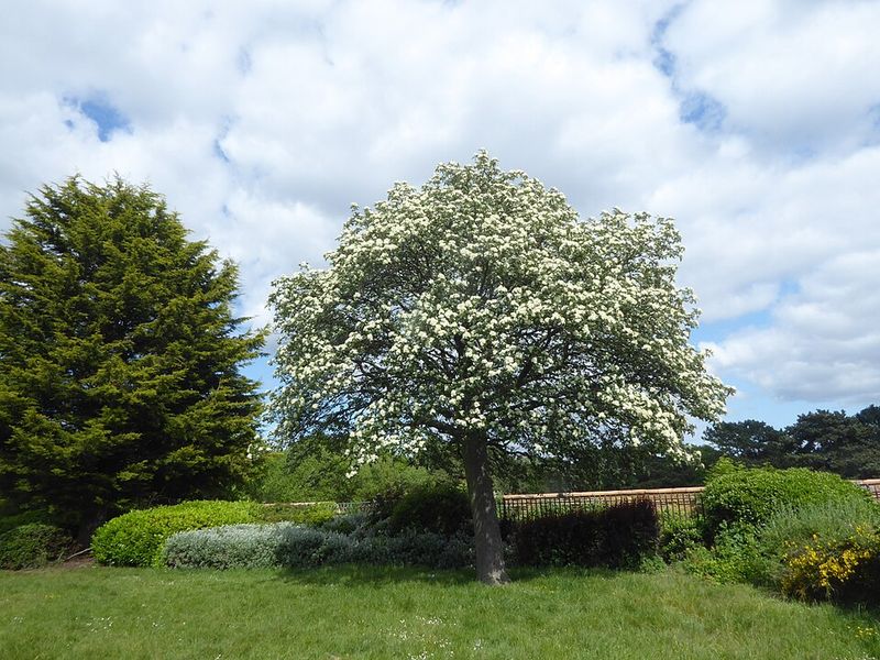They Pair Well With Native and Layered Plantings