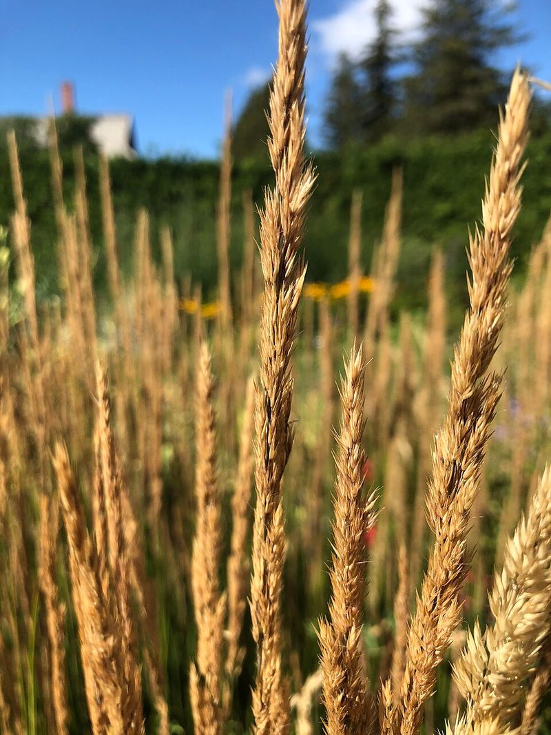 They Make Dry Landscapes Feel Finished