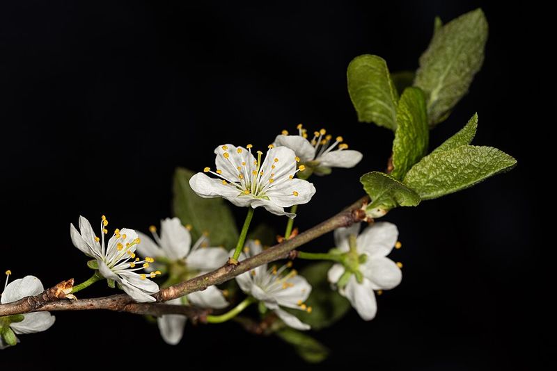 They Support Pollinators Without Taking Over