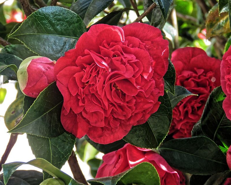 Gardeners want plants with a stronger sense of place