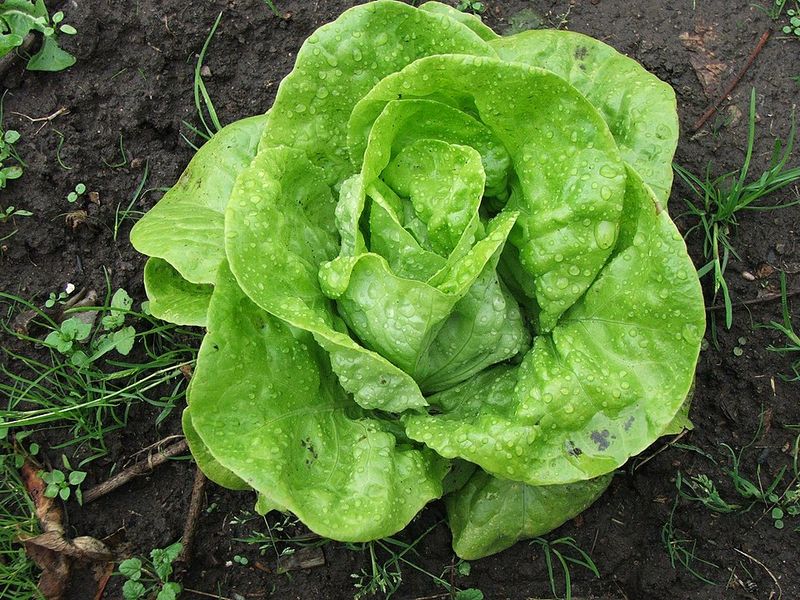 Harvest Outer Leaves Early and Often