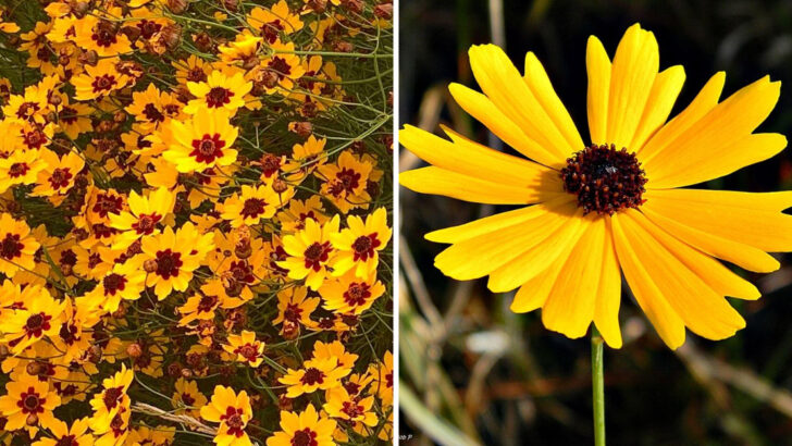 This Long-Blooming Native Wildflower Brightens North Carolina Gardens For Months
