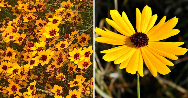 This Long-Blooming Native Wildflower Brightens North Carolina Gardens For Months