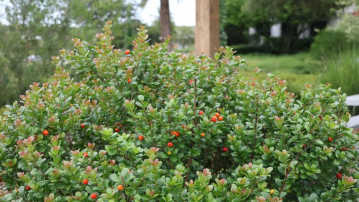 This Native Florida Shrub Creates Privacy Without A Fence