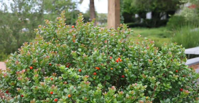 This Native Florida Shrub Creates Privacy Without A Fence
