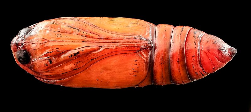 Cutworms