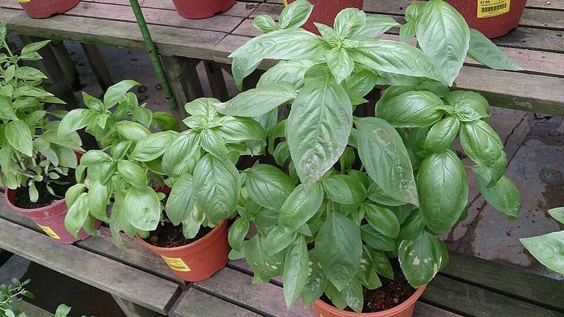 Basil