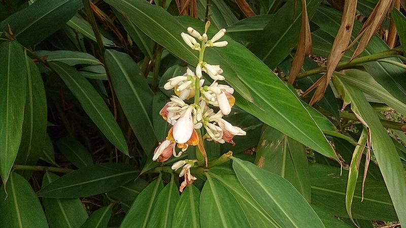 Shell Ginger