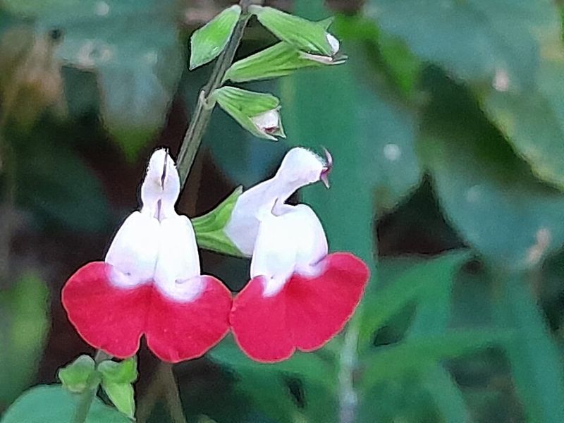 Salvia