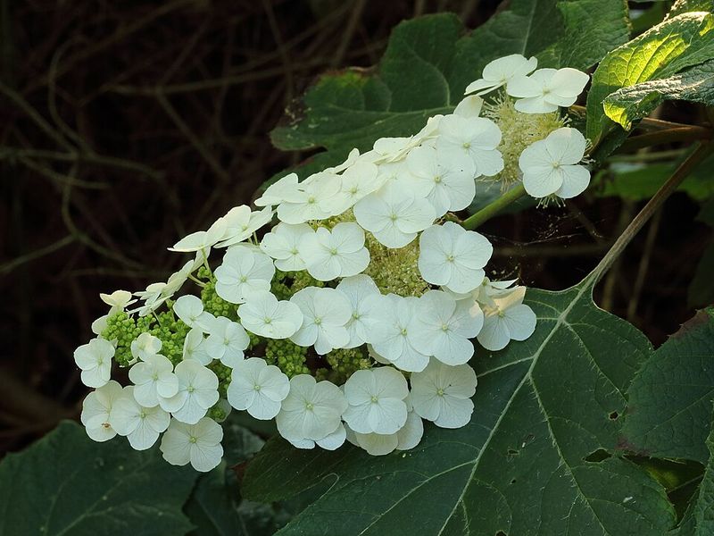 Oakleaf Hydrangea