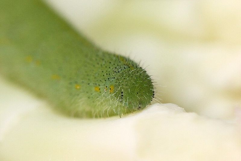 Cabbage Worms